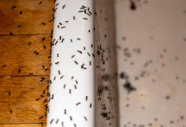 Best Local Pest Control Services  in Walnut Creek, OH