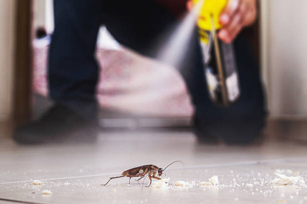 Best Flea Control Services  in Walnut Creek, OH
